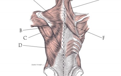 A Simple Exercise for the Posterior Chain (Back)